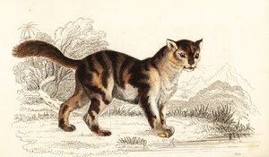 Vild sköldpaddskatt från Sydamerika, Felis catus. ,1834 (gravyr)