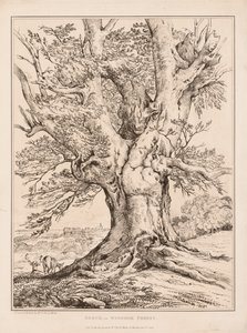 Bok i Windsor Forest av William Alfred Delamotte
