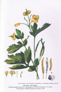 Greater Celandine, Nature in Britain publicerad av Collins