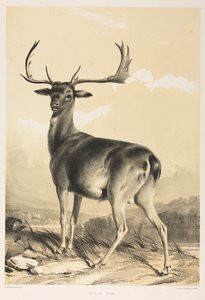 Dovhjort.