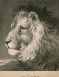 Lejonet Nero, Surrey Zoological Gardens, London