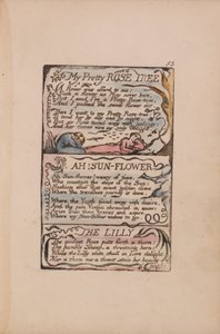 Songs of Innocence and of Experience, tallrik 53, My Pretty Rose Tree, Ah! Solblomma, Liljan av William Blake