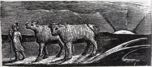 Unyoked Heifers Loitering Homeward, illustration från Dr. Thorntons 