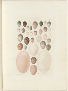 Birds eggs of Victoria.the opublicerade folio Australia Terra Cognita av William Blandowski. 1855-56 av William Blandowski