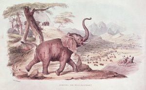 Jaga den vilda elefanten, illustration från "Wild Sports of South Africa" av W.C. Harris, 1841