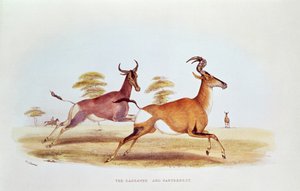 Sassaybe och Hartebeest, illustration från "Wild Sports of South Africa", av W.C. Harris, 1841.
