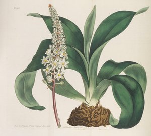 Botanisk tidskrift, 1787-1833.