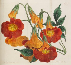 Botanisk tidskrift, 1787-1833.