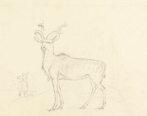 Koodoo av William Daniell