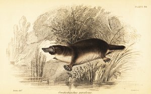 Platypus, Ornithorhynchus anatinus.,1841 (gravyr)