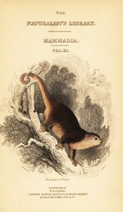 Sulawesi björn cuscus, Ailurops ursinus. ,1841 (gravyr)