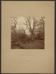 Fontainebleau-skogen av William Drooke Harrison