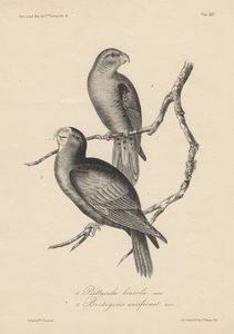 1. Psittacula lineola och 2. Brotogeris aurifrons, litografi av J.T. Bowen, 1850. av William E. Hitchcock
