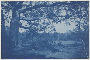 Stor ek vid Edge of Meadow av William H. Cades