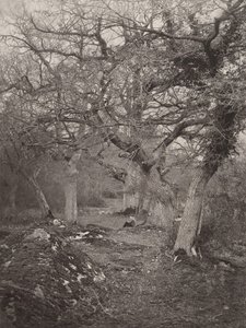 Forest of Fontainebleau, 1870-talet. av William Harrison