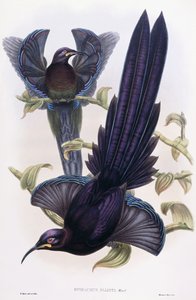 Epimachus Elliotti, Ward, ca 1891-1898 av William Hart