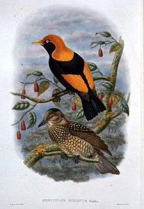 Sericulus Melinus (färg litho)