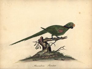 Alexandrine parakit, Psittacula eupatria. (Psittacus alexandri) Handkolorerad kopparstick av en illustration av William Hayes från Portraits of Rare and Curious Birds from the Menagery of Osterly Park. av William Hayes