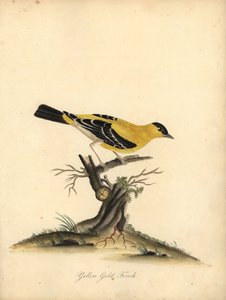 Amerikansk guldfink, Carduelis tristis. (Gul guldfink, Fringilla tristis) Handkolorerad kopparstick av en illustration av William Hayes från Portraits of Rare and Curious Birds from the Menagery of Osterly Park.