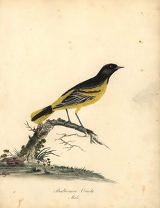 Baltimore oriole, Icterus galbula. (Baltimore oriole, Oriolus baltimore) Handkolorerad kopparstick av en illustration av Matilda Hayes från William Hayes