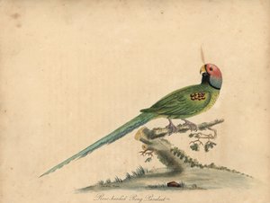 Blomhövdad parakit, Psittacula roseata. (Roshövdad ringparrakeet) Handfärgad kopparstick av en illustration av William Hayes och hans dotter Matilda Hayes från William Hayes