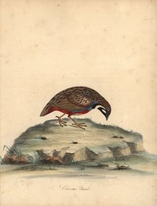 Blåknäppt vaktel, Coturnix chinensis. (Kinesisk vaktel, Tetrao chinensis) Handfärgad kopparstick av en illustration av William Hayes från Portraits of Rare and Curious Birds from the Menagery of Osterly Park, London: Bulmer