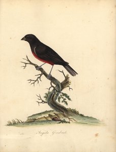 Kastanjbukig fröfink, Oryzoborus angolensis. (Angola grosbeak, Loxia angolensis) Handfärgad kopparstick av en illustration av William Hayes från Portraits of Rare and Curious Birds from the Menagery of Osterly Park, London: Bulmer av William Hayes