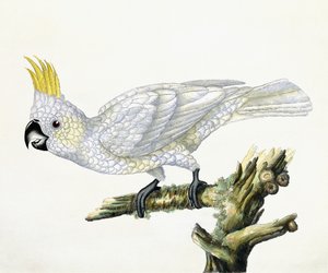 Kakadua, 1779