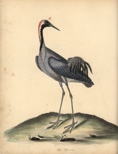 Vanlig trana, Grus grus. (Ardea grus) Handkolorerad kopparstick av en illustration av William Hayes från Portraits of Rare and Curious Birds from the Menagery of Osterly Park. av William Hayes
