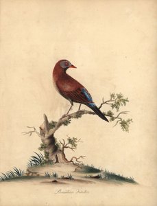 Vanlig grenadjär, Uraeginthus granatinus, infödd i Afrika. (Brasiliansk fink, Fringilla granatina) Handfärgad kopparstick av en illustration av William Hayes från Portraits of Rare and Curious Birds from the Menagery of Osterly Park, London: Bu av William Hayes