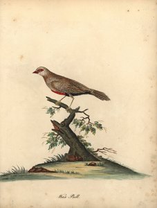Vanlig vaxnäbb, Estrilda astrild. (Loxia astreld) Handfärgad kopparstick av en illustration av William Hayes från Portraits of Rare and Curious Birds from the Menagery of Osterly Park.