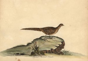 Gyllene eller kinesisk fasan, Chrysolophus pictus, kvinna. .