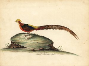 Gyllene eller kinesisk fasan, Chrysolophus pictus, hane. (Målad fasan, Phasianus pictus) Handfärgad kopparstick av en illustration av William Hayes från Portraits of Rare and Curious Birds from the Menagery of Osterly Park, London: Bulmer av William Hayes