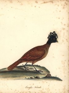 swedish av William Hayes