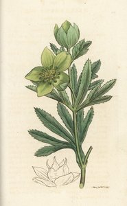 Grön hellebore, Helleborus viridis. Handkolorerad kopparstick av James Sowerby från James Smith
