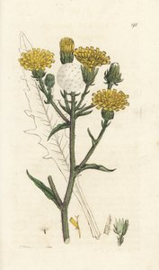 Hawkweed oxtunga, Picris hieracioides. Handkolorerad kopparstick av James Sowerby från James Smith