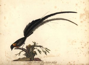 Långsvansparadis whydah, Vidua paradisaea, hane. (Rödbröst långsvansfink, Emberiza paradisaea) Handkolorerad kopparstick av en illustration av William Hayes från Portraits of Rare and Curious Birds from the Menagery of Osterly Park, Lo av William Hayes