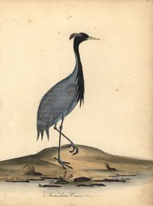 Mademoiselle trana, Anthropoides virgo (Numidian trana, Ardea virgo). Handkolorerad kopparstick av en illustration av Ann och Emily Hayes från William Hayes Porträtt av sällsynta och nyfikna fåglar från Menagery of Osterly Park.