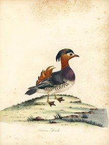 Mandarin anka, Aix galericulata. (Kinesisk anka, Anas galericulata) Handfärgad kopparstick av en illustration av William Hayes från Portraits of Rare and Curious Birds from the Menagery of Osterly Park, London: Bulmer av William Hayes
