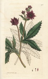 Marsh cinquefoil, Comarum marsh. Handkolorerad kopparstick av James Sowerby från James Smith