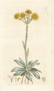 Fjällloppört, Tephroseris integrifolia (Cineraria integrifolia). Handkolorerad kopparstick av James Sowerby från James Smith
