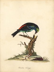 Paradise tanager, Tangara chilensis. (Tanagra tatao) Handfärgad kopparstick av en illustration av William Hayes från Portraits of Rare and Curious Birds from the Menagery of Osterly Park (London: Bulmer