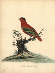 Rennackad lory, Lorius domicella. Utrotningshotad. Svartklädd lory, Psittacus domicilla. Handfärgad kopparstick av en illustration av William Hayes från Portraits of Rare and Curious Birds from the Menagery of Osterly Park (London: Bulmer av William Hayes