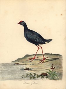 Lila träsk, Porphyrio porphyrio. (Purple gallinule, Fulica porphyrio) Handfärgad kopparstick av en illustration av William Hayes från Portraits of Rare and Curious Birds from the Menagery of Osterly Park (London: Bulmer av William Hayes