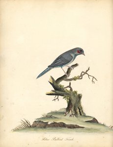 Rödkindad cordonbleu, Uraeginthus bengalus. (Blåbukfink, Fringilla benghalus.) Handkolorerad kopparstick av en illustration av William Hayes från Portraits of Rare and Curious Birds from the Menagery of Osterly Park (London: Bulmer