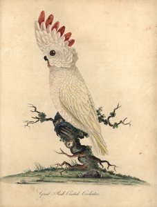 Laxkakadua eller moluckansk kakadua, Cacatua moluccensis. (Stor kakadua) Sårbar. Handfärgad kopparstick av en illustration av William Hayes från Portraits of Rare and Curious Birds from the Menagery of Osterly Park (London: Bu