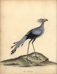 Secretarybird, Skytten serpentarius. Sårbar. (Falco serpentarius) Handfärgad kopparstick av en illustration av William Hayes från Portraits of Rare and Curious Birds from the Menagery of Osterly Park.