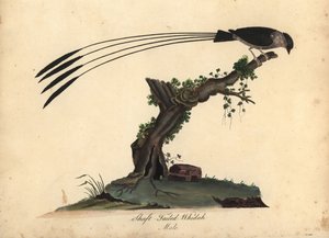 Skaftstjärtad whydah, Vidua regia. (Shaft-tailed whidah, Emberiza regia) Handfärgad kopparstick av en illustration av William Hayes och hans dotter M (Matilda) från Portraits of Rare and Curious Birds from the Menagery of Osterly Park, London: av William Hayes