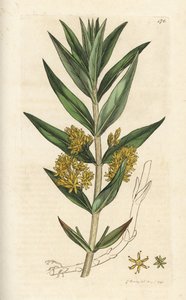 Tuftad lösstriv, Lysimachia thyrsiflora. Handkolorerad kopparstick av James Sowerby från James Smith