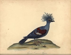 Västkrönt duva, Goura cristata. (Stor krönt indisk duva, Columba coronata). Sårbar. Handfärgad kopparstick av en illustration av William Hayes från Portraits of Rare and Curious Birds from the Menagery of Osterly Park (London: